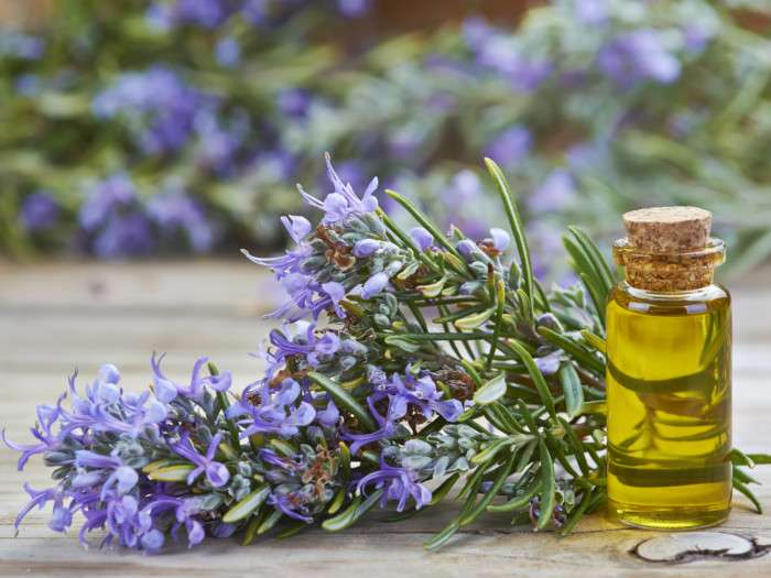 Rosemary oil as a DHT blocker