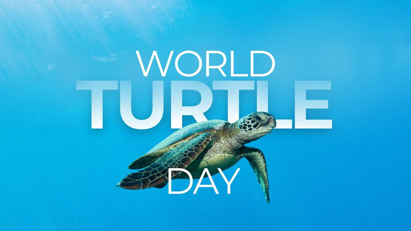 World Turtle Day: What Goes Down Your Dubai Shower Drain Reaches the Sea